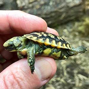 african pancake tortoise for sale