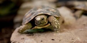 pancake tortoise for sale