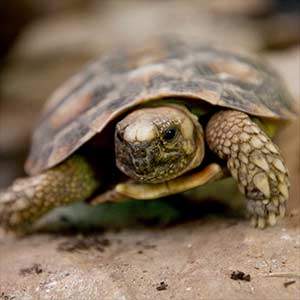 pancake tortoise