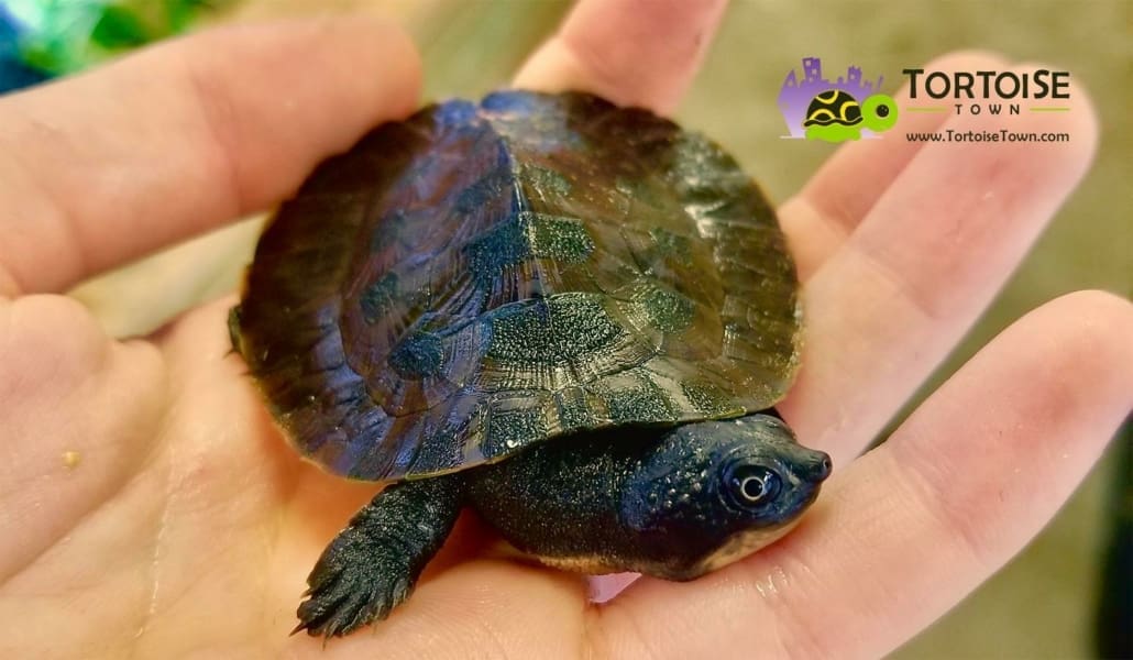 pink belly snapping turtles