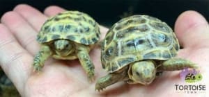 tiny tortoise for sale