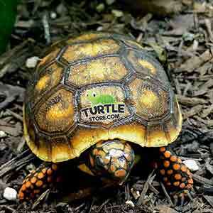 tortoise for sale