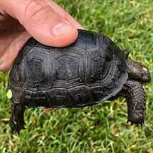 Aldabra tortoise housing