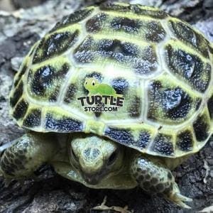 Russian tortoise