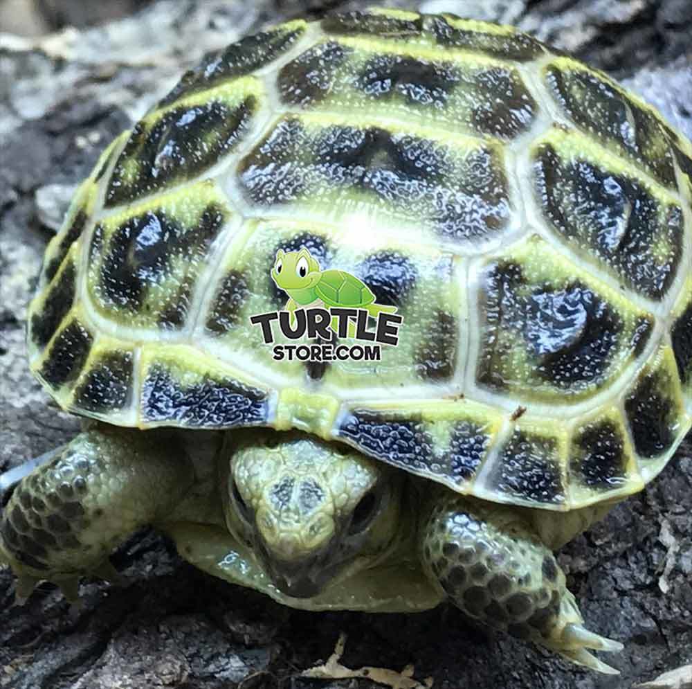 Russian Tortoise Breeder Horsefield Tortoise Breeder