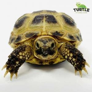 Russian tortoises for sale