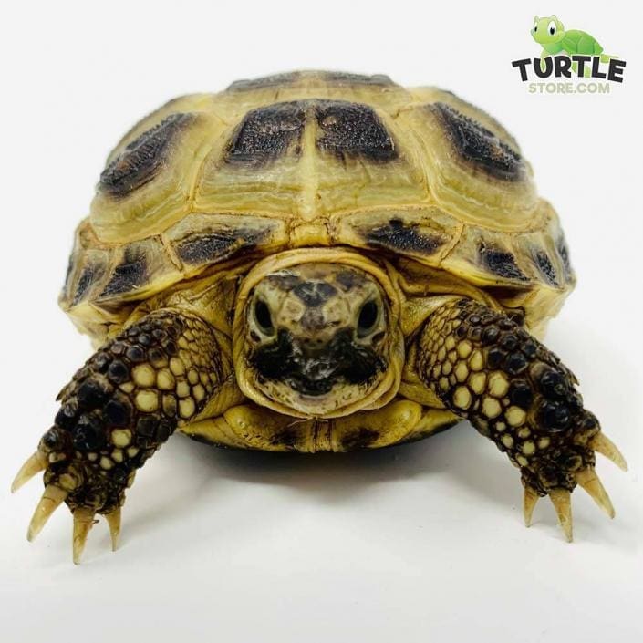 Russian tortoise for sale baby Russian tortoises for sale near me