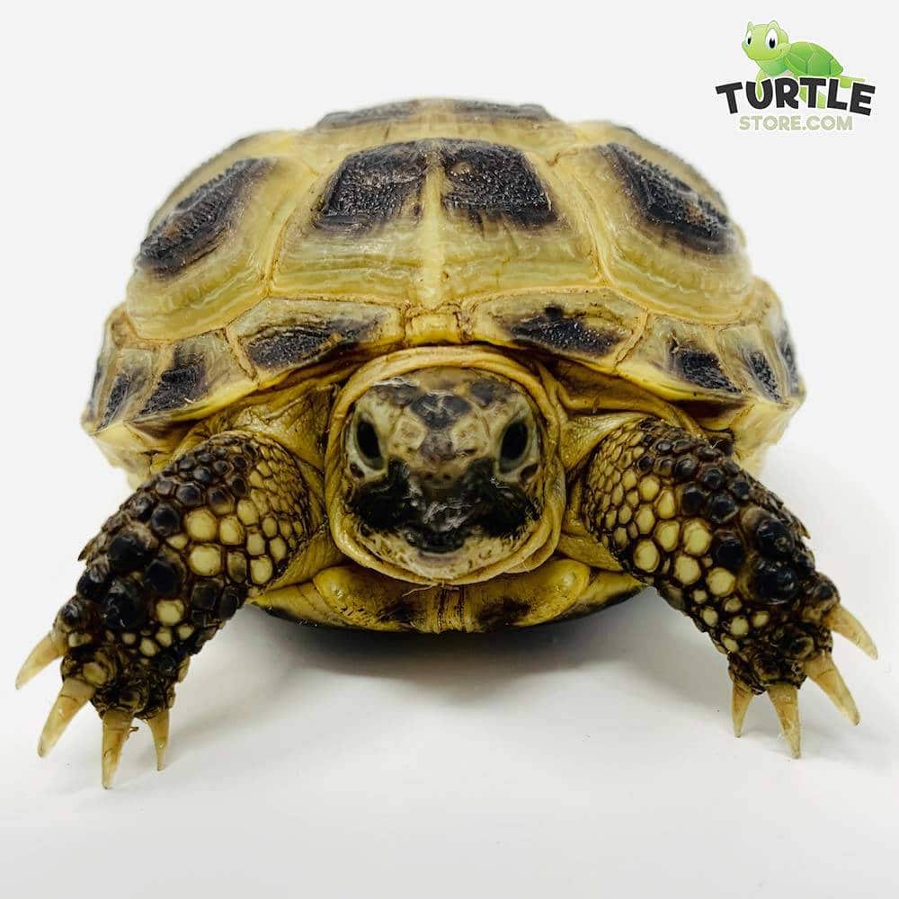 captive bred russian tortoise for sale