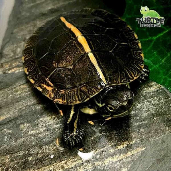 baby painter turtle