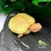 albino red eared slider turtle