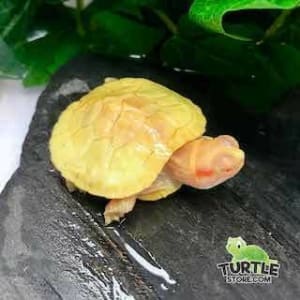 albino red eared slider turtle 