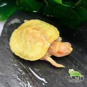 albino slider turtle