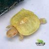 albino slider turtle for sale