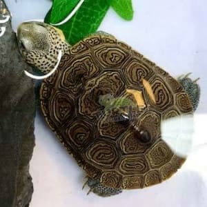 websites to buy turtles