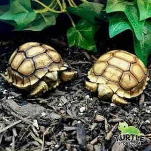 Sulcata tortoise for sale