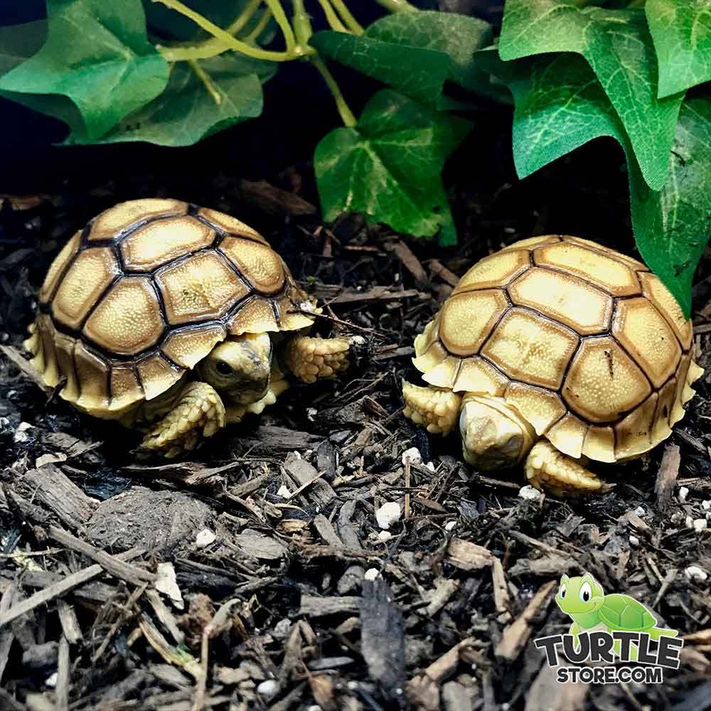 baby Sulcata tortoise