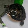 baby eastern painted turtle