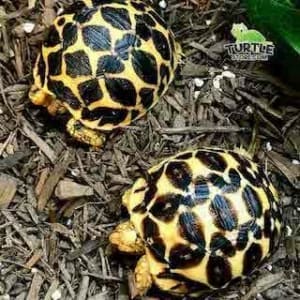 indian star tortoise diet