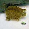 baby map turtle for sale