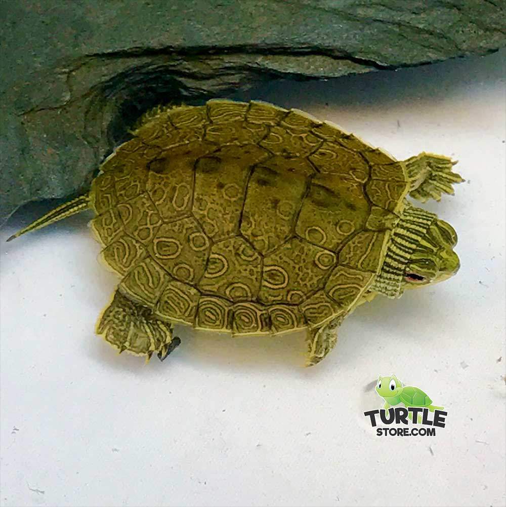 baby map turtle for sale