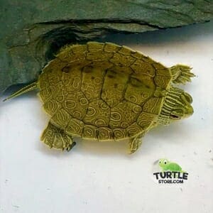 map turtle for sale