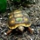 red footed tortoise for sale