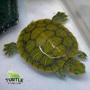 baby slider turtles for sale