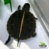 baby southern painted turtle