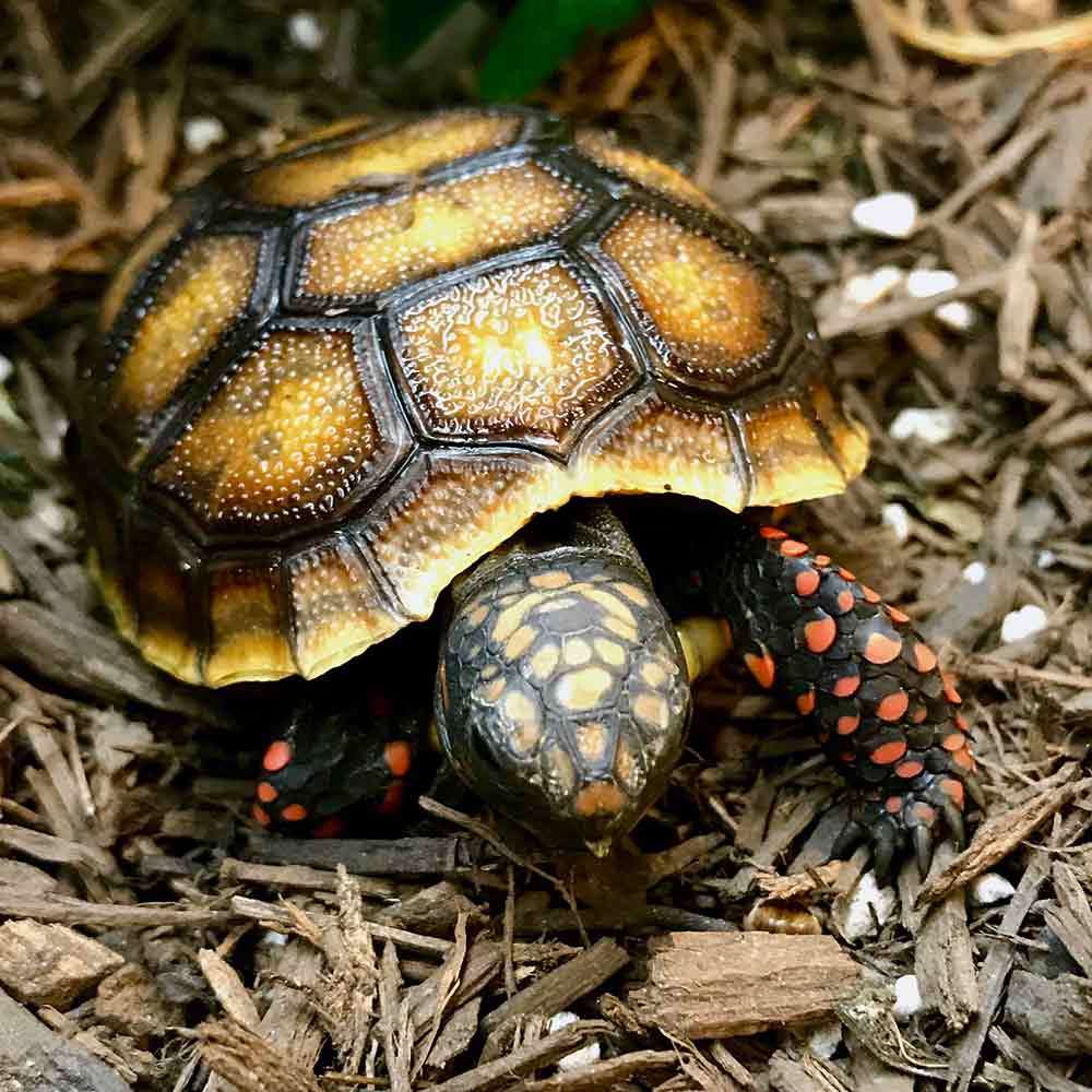 Turtle Sales