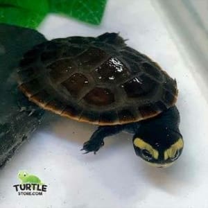 tiny turtles for sale