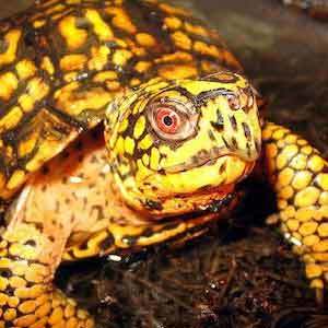 box turtles for sale online