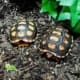 cherry head tortoise feeding