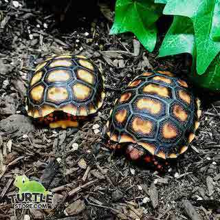 cherry head tortoise feeding