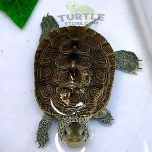 diamondback terrapin turtle