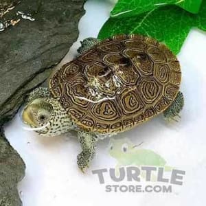 terrapins for sale