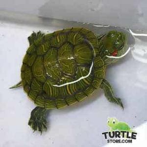 websites to buy turtles