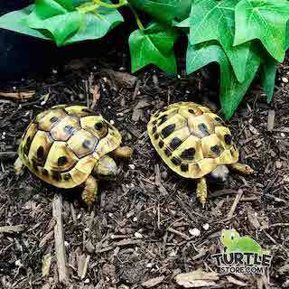 captive bred russian tortoise for sale