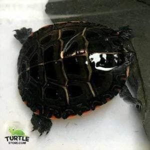 eastern painted turtle