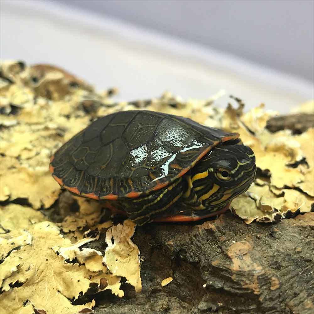 Eastern Painted Turtle For Sale