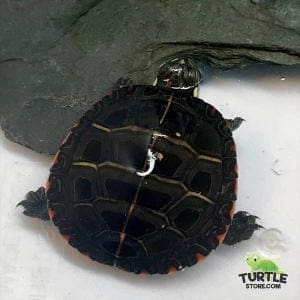 eastern painted turtles for sale