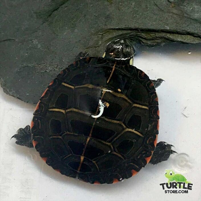 Painted turtles for sale online baby painter turtle for sale near me