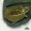 geographic map turtle for sale