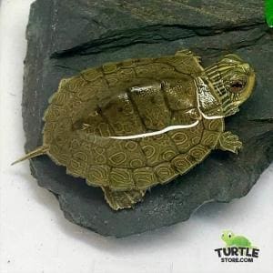 map turtle for sale