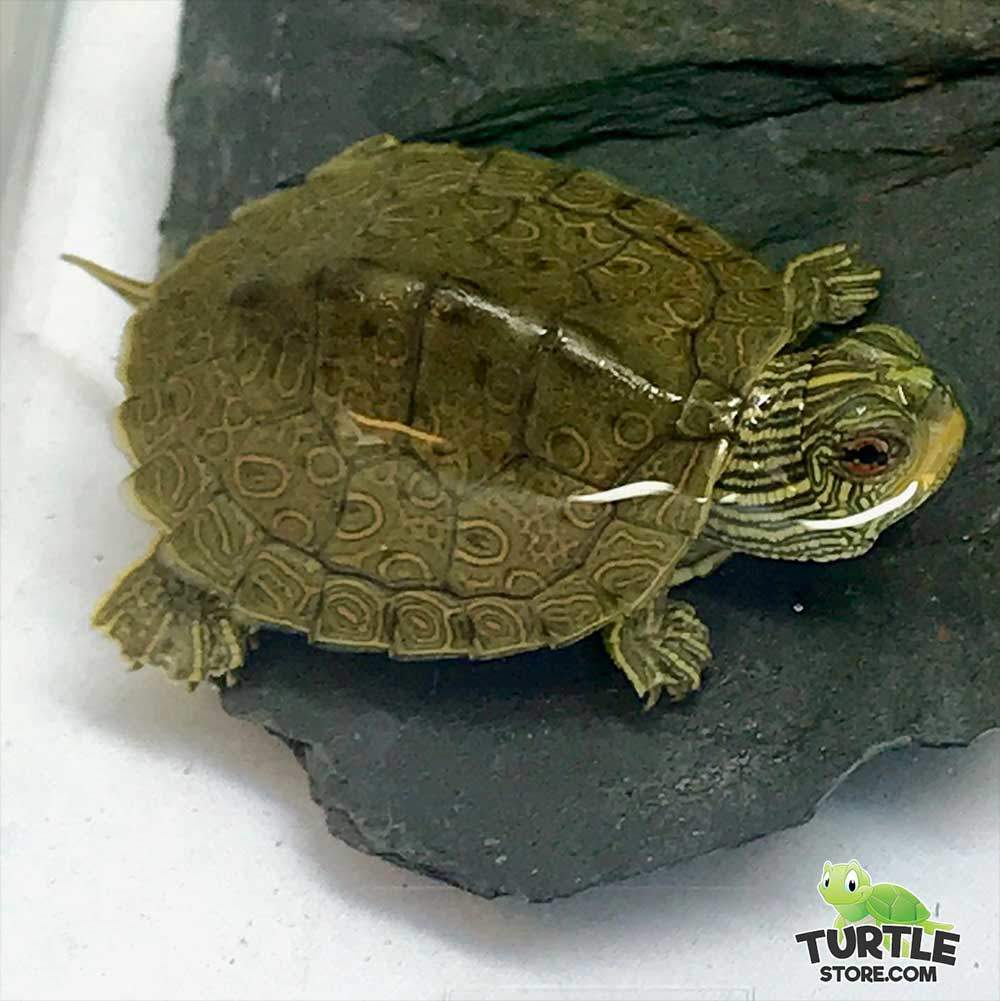 Dwarf turtles for sale, Small turtles for sale, Slider