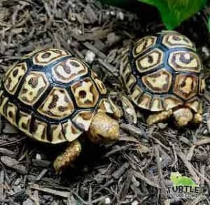 giant leopard tortoise for sale