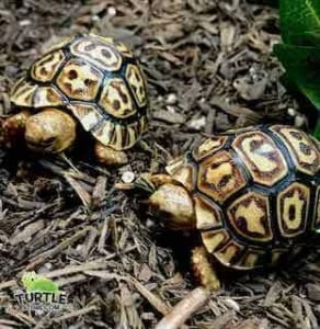 giant leopard tortoise habitat