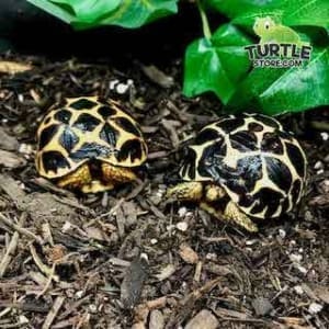 indian star tortoise soaking