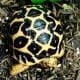 Indian Star tortoise enclosure