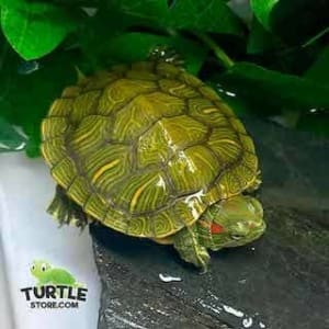 websites to buy turtles