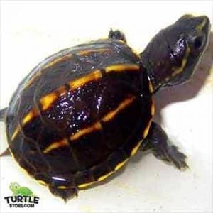 mud turtles for sale